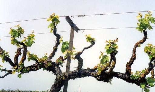 Rod and spur pruning system